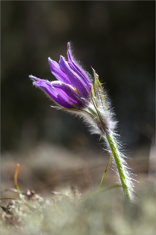 Изображение особи Pulsatilla patens.