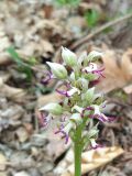 Orchis simia