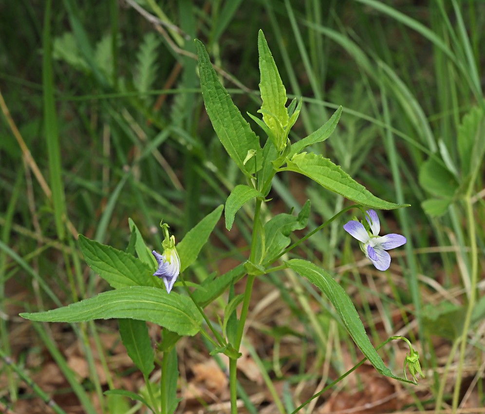 Image of Viola elatior specimen.