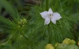 Delphinium ajacis