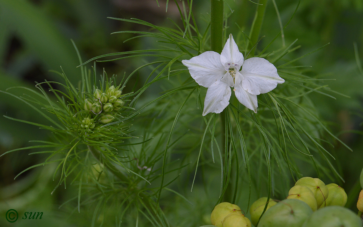 Image of Delphinium ajacis specimen.