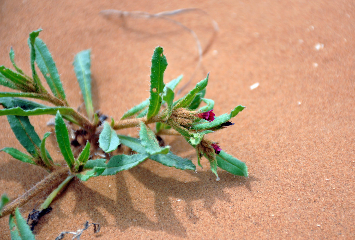 Image of Nonea caspica specimen.