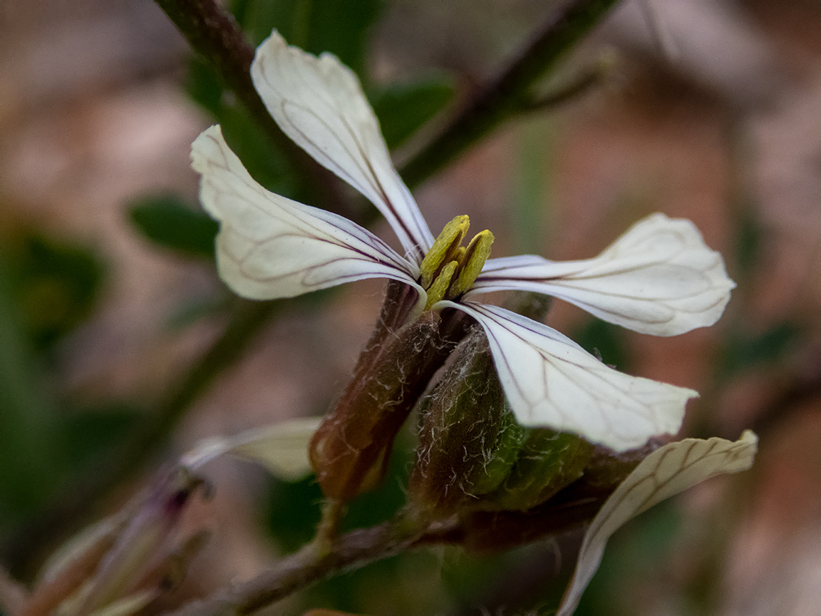 Изображение особи Eruca sativa.