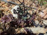 Senecio leucanthemifolius. Нижняя часть растения с сухим прошлогодним цветоложем после облетания плодов. Греция, Эгейское море, о. Сирос, окр. пос. Азолимнос (Αζολιμνος), возле грунтовой дороги. 20.04.2021.