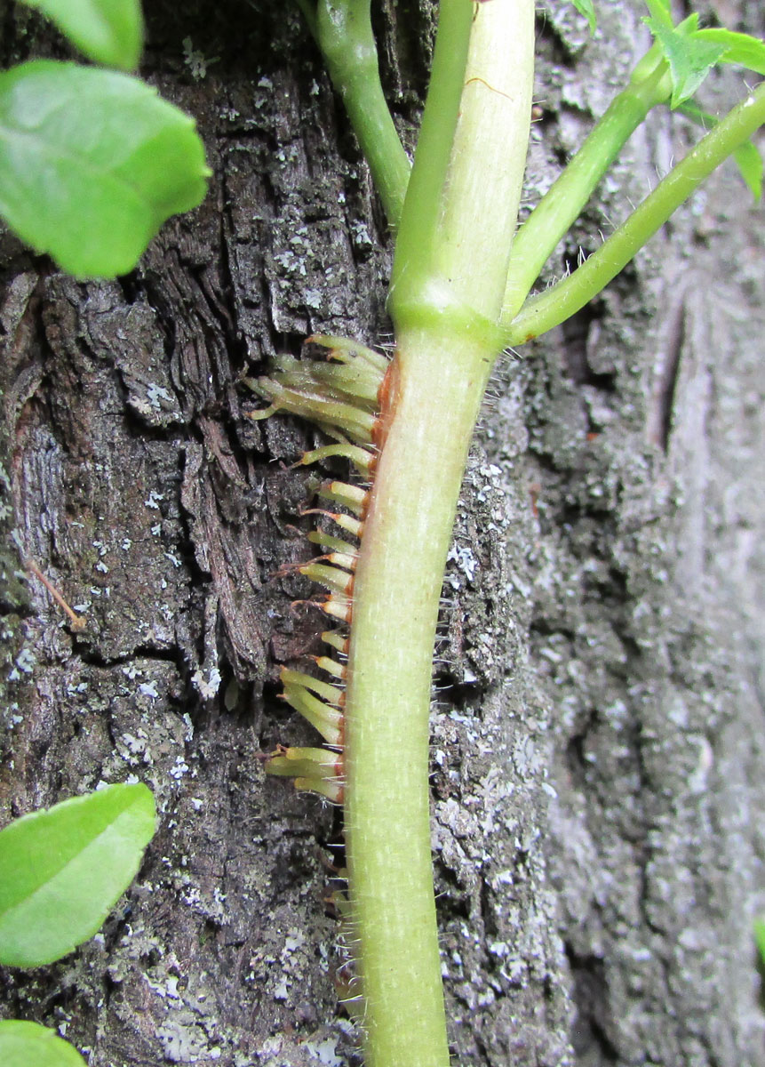 Image of Hydrangea petiolaris specimen.