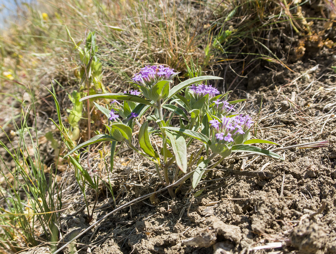 Image of Ziziphora capitata specimen.