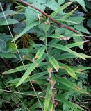 Polygonatum verticillatum