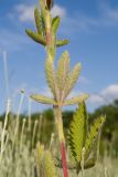 Potentilla recta