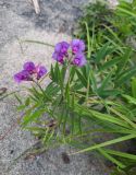 Lathyrus pilosus