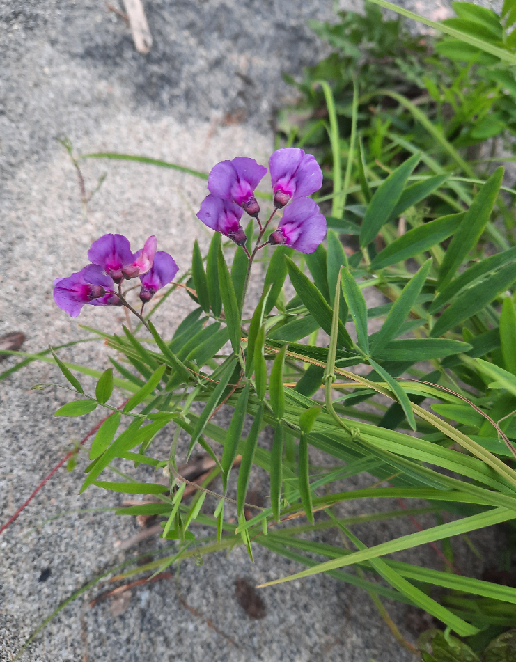 Image of Lathyrus pilosus specimen.