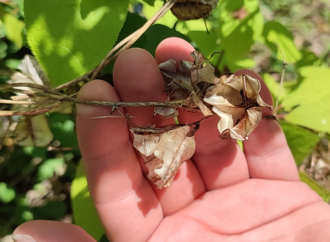 Image of Dioscorea caucasica specimen.
