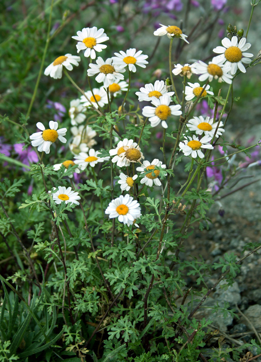 Изображение особи род Pyrethrum.