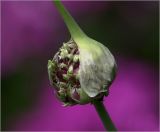 Allium sativum