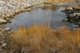 Calamagrostis neglecta