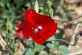genus Papaver