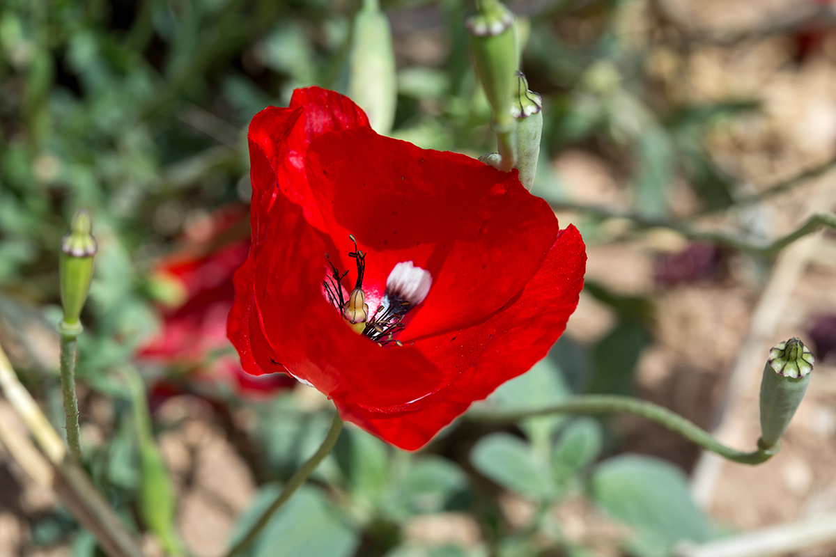 Изображение особи род Papaver.