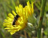 Crepis pannonica