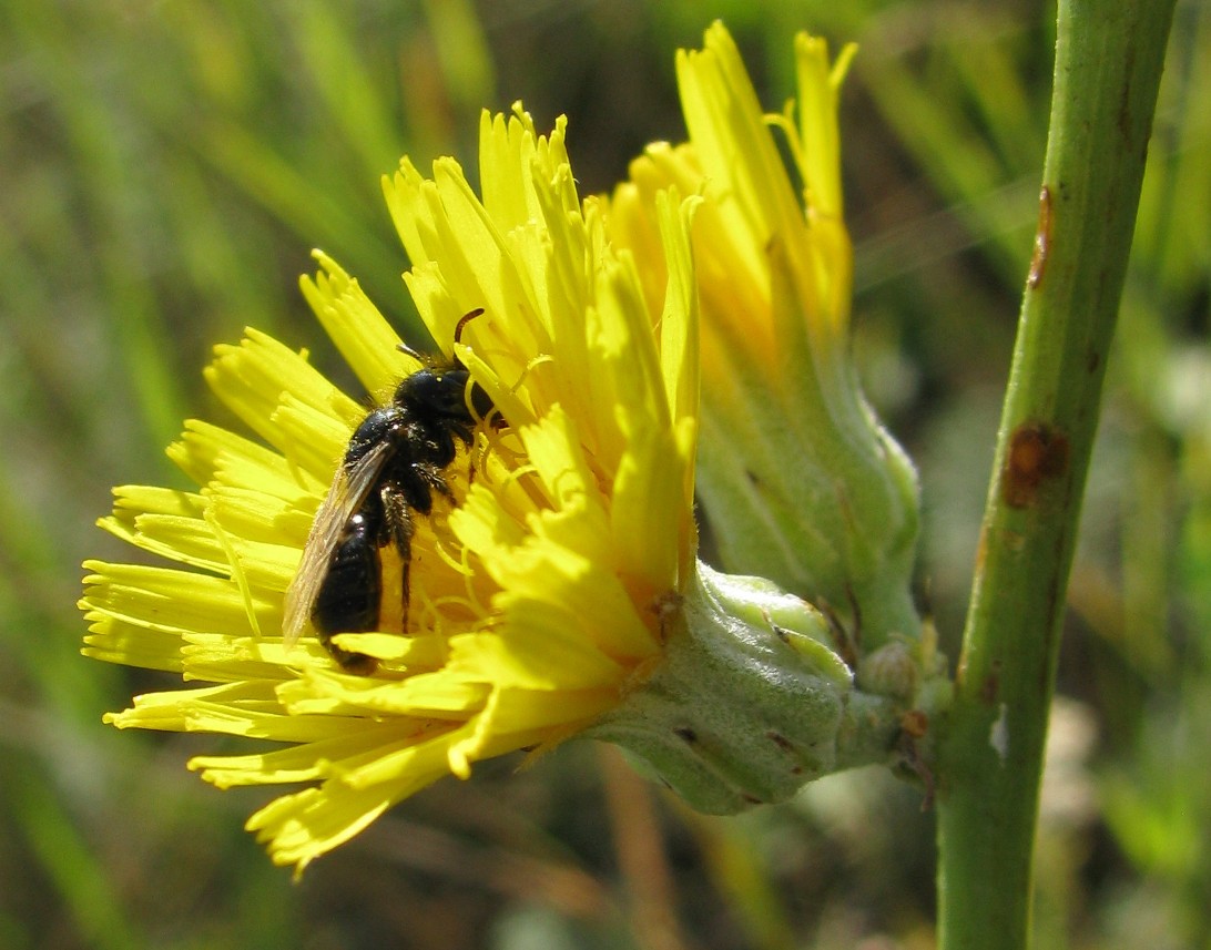 Image of Crepis pannonica specimen.