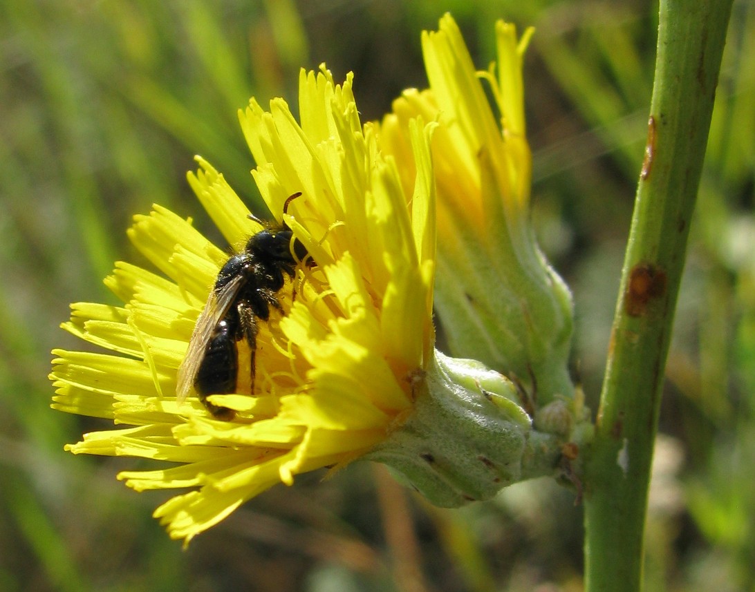 Изображение особи Crepis pannonica.