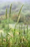 Elymus excelsus