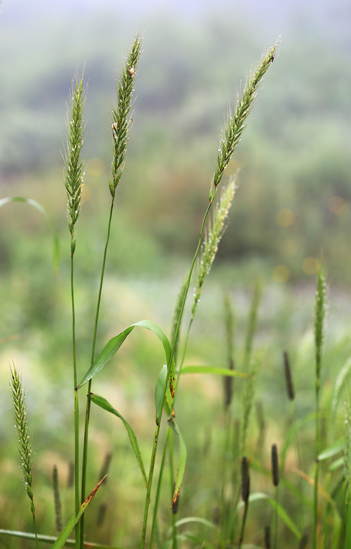 Изображение особи Elymus excelsus.