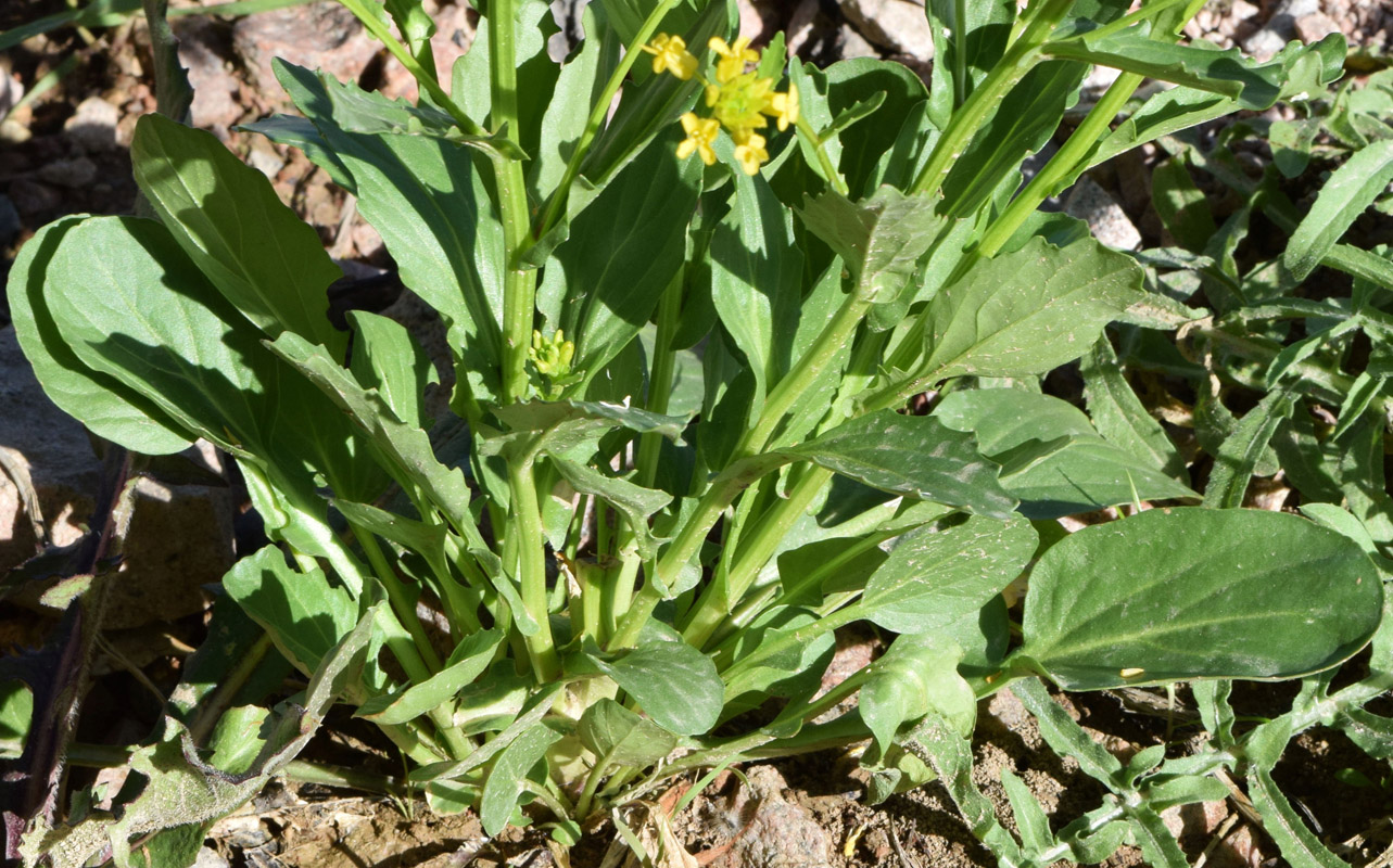 Image of Barbarea vulgaris specimen.