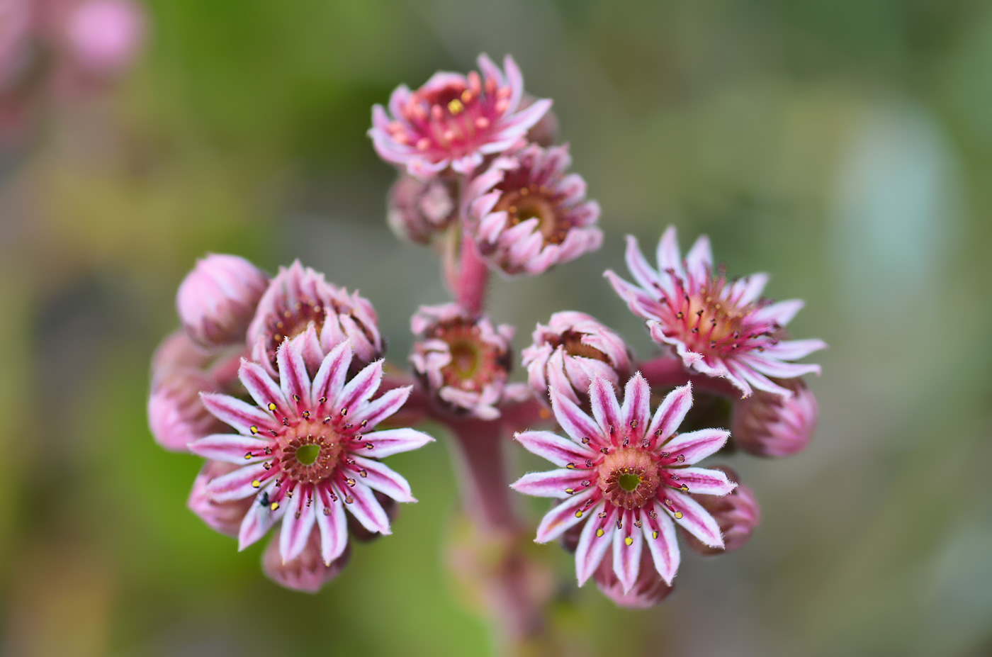 Изображение особи Sempervivum caucasicum.