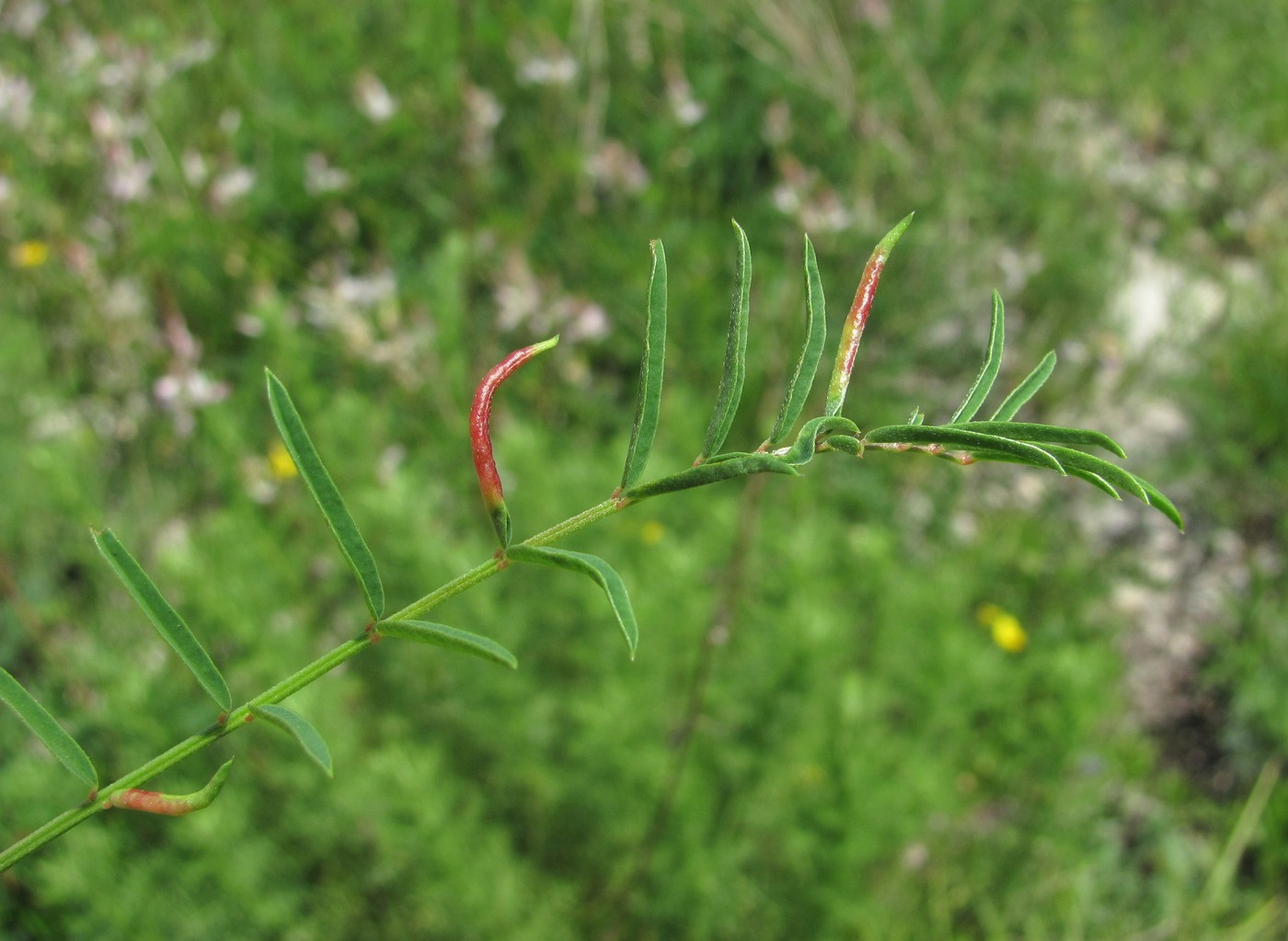 Image of Onobrychis petraea specimen.