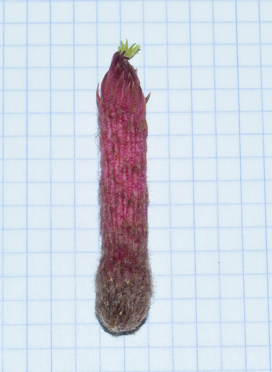 Image of Cleistocactus baumannii specimen.