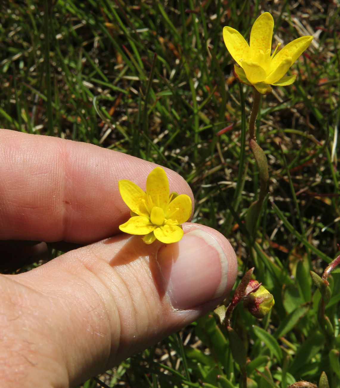 Изображение особи Saxifraga hirculus.