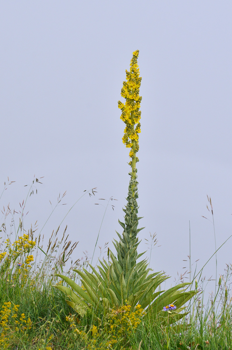 Изображение особи Verbascum lychnitis.