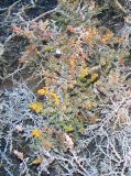 Kalidium juniperinum