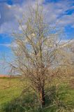 Elaeagnus angustifolia. Вегетирующее растение с молодыми листьями. Астраханская обл., Икрянинский р-н, ерик Галга, пойменный луг. 23.04.2021.