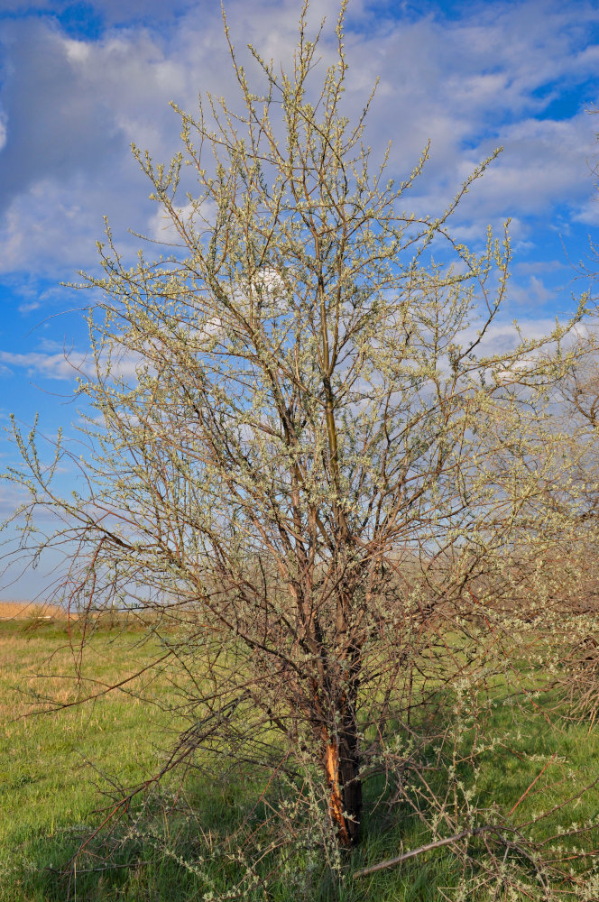 Изображение особи Elaeagnus angustifolia.