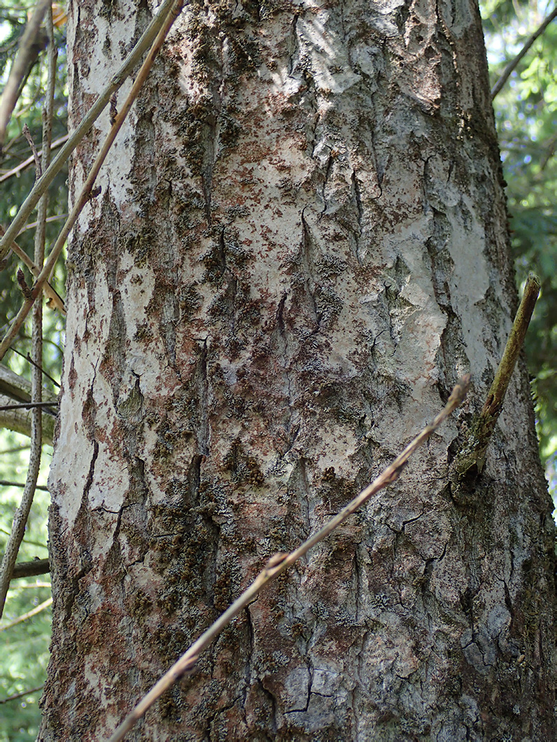 Image of Populus suaveolens specimen.