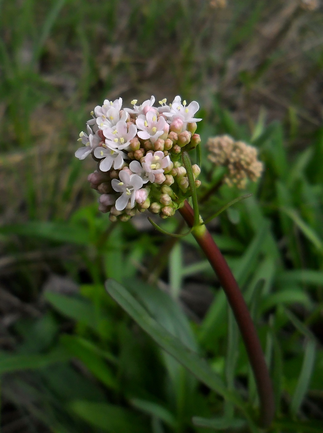 Изображение особи Valeriana tuberosa.