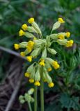 Primula veris. Соцветие. Московская обл., окр. г. Железнодорожный, долина р. Чёрная, опушка смешанного леса. 16.05.2021.