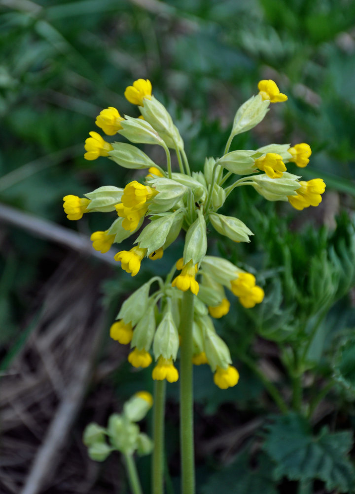 Image of Primula veris specimen.