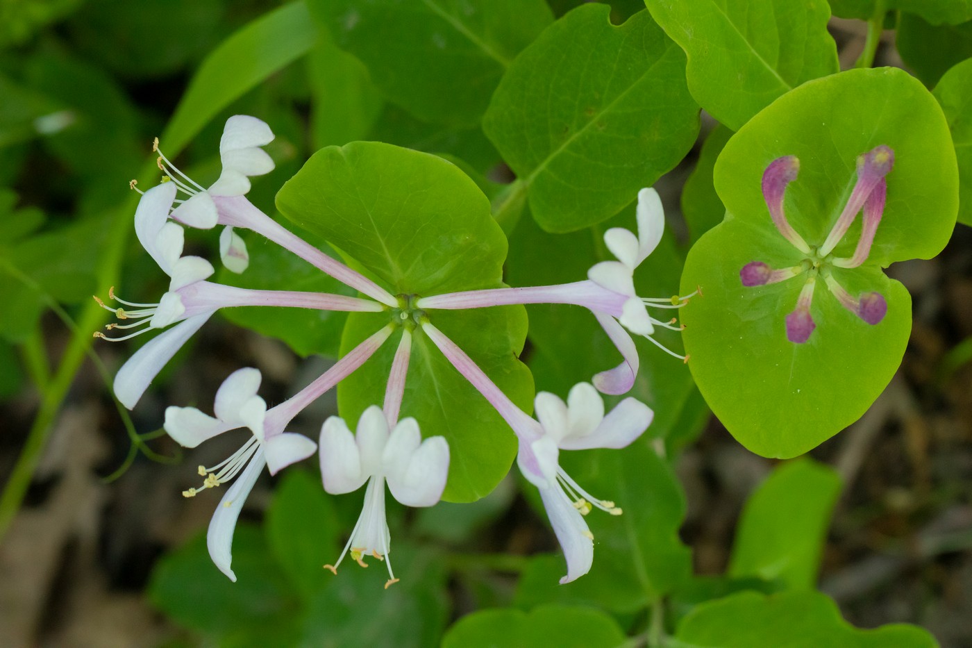 Image of Lonicera caprifolium specimen.