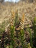 Lycopodium annotinum. Верхушки побегов с прошлогодними стробилами. Магаданская обл., окр. г. Магадан, побережье бухты Гертнера, в березняке южного склона. 04.05.2019.