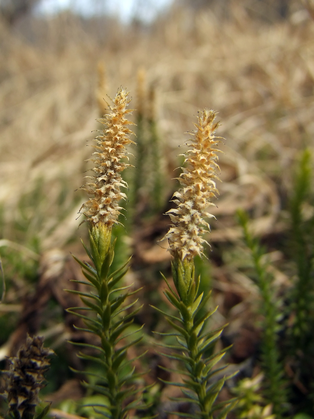 Изображение особи Lycopodium annotinum.