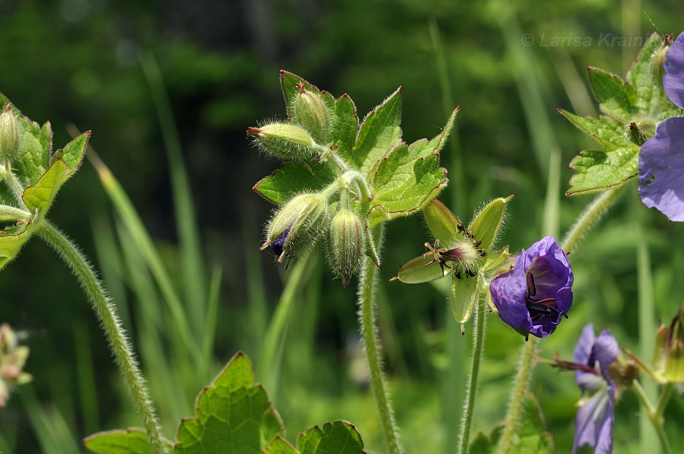 Image of Geranium platyanthum specimen.