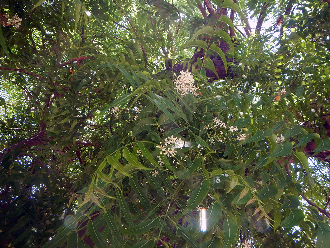 Image of Azadirachta indica specimen.