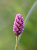 Bistorta carnea