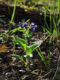 Pulmonaria