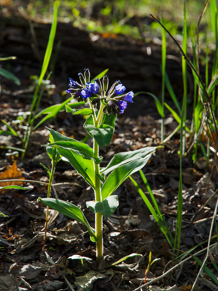 Изображение особи род Pulmonaria.