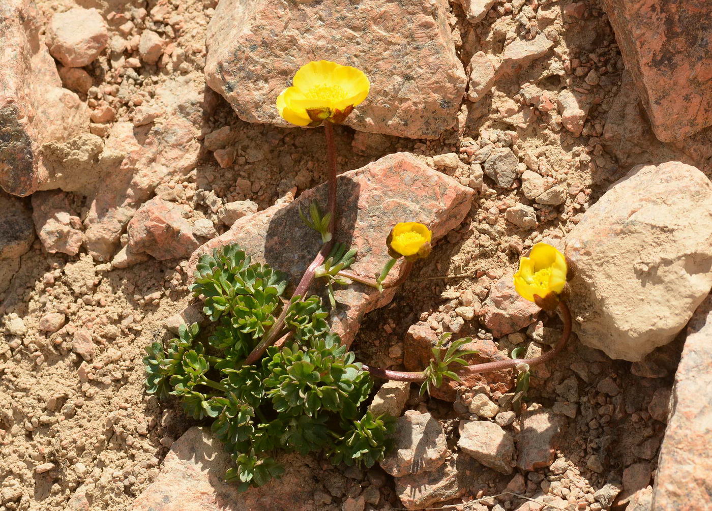 Изображение особи род Ranunculus.