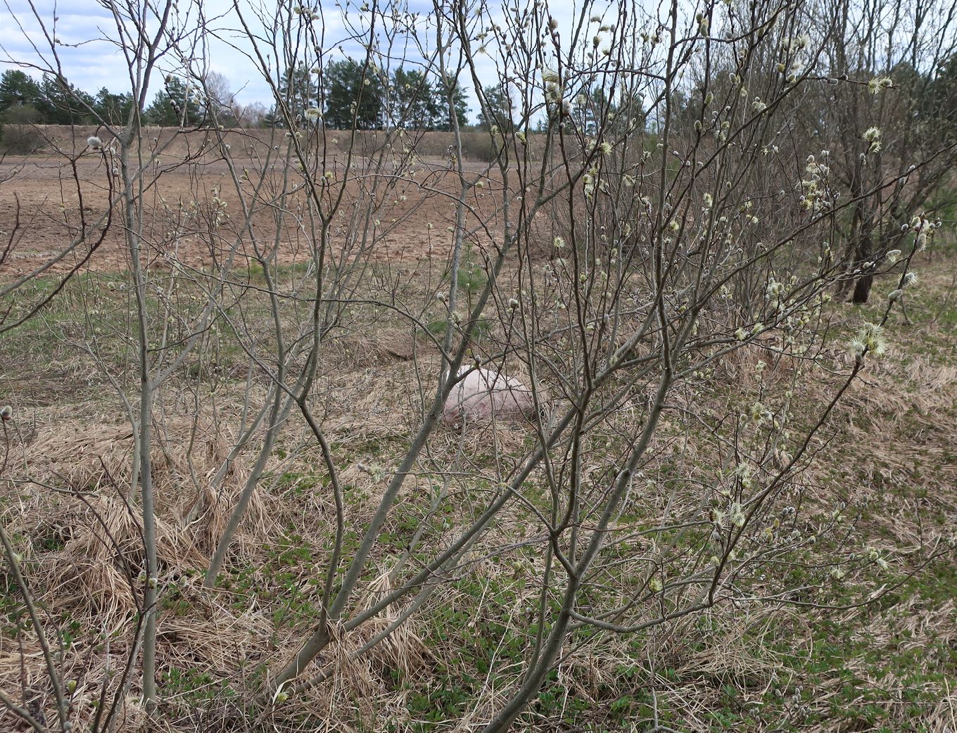 Image of Salix cinerea specimen.