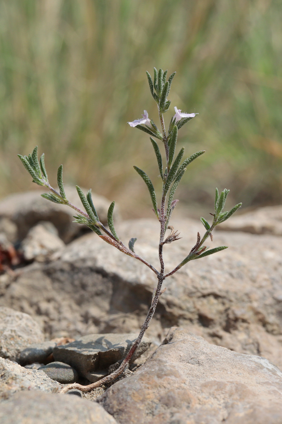 Image of Satureja hortensis specimen.