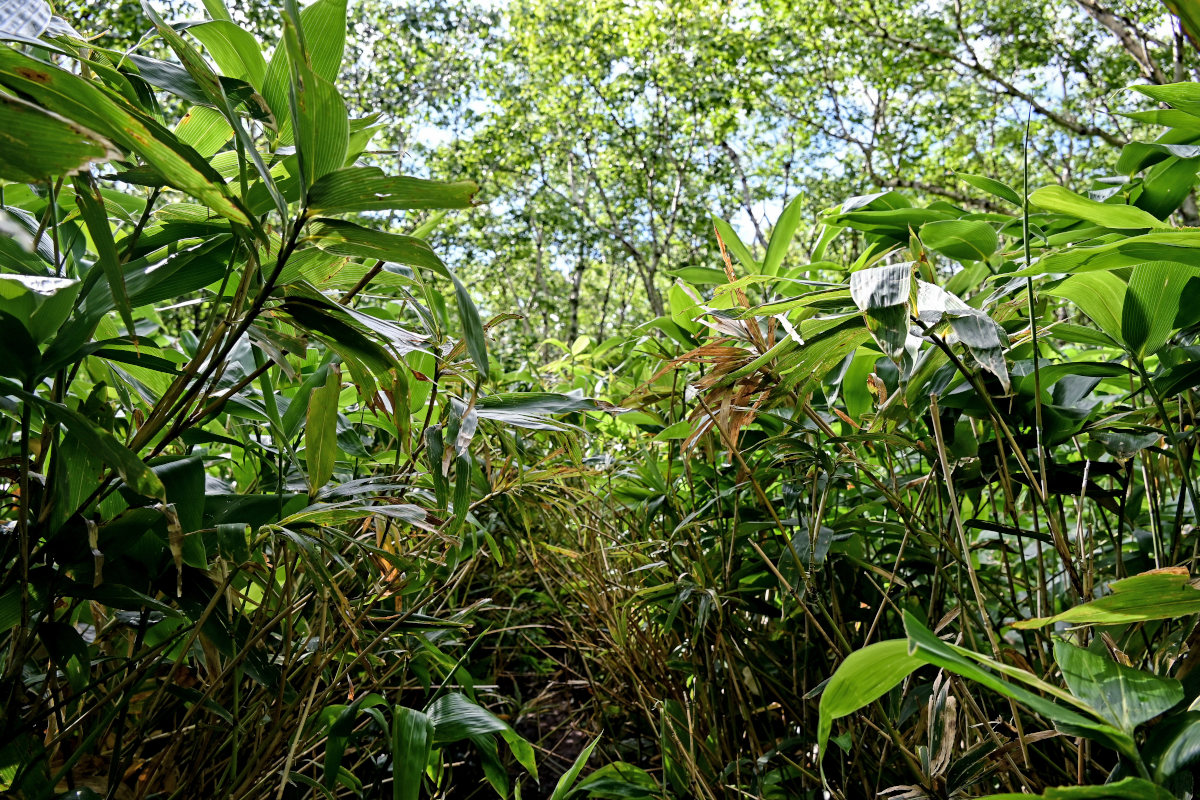 Image of genus Sasa specimen.